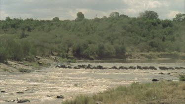 wildebeest crossing river in single file.