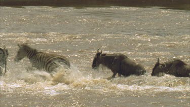 wildebeest struggling over rapids to get over river