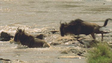 herd of wildebeest in single file struggling over rapids to get over river