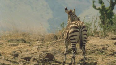 young zebra calling for mother