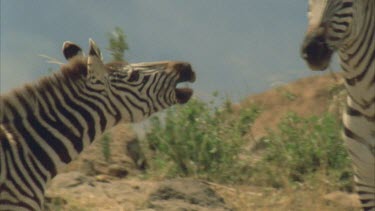 young zebra reunited with mother