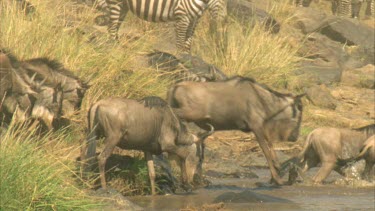 wildebeest and zebra entering river slow motion