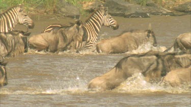 wildebeest and zebra crossing river in slow motion