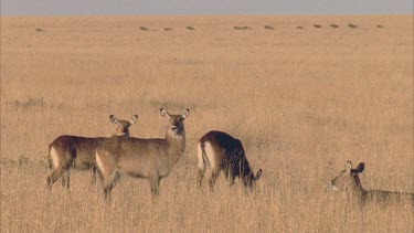 Waterbuck in foreground. Large herd of wildebeest run across screen in background