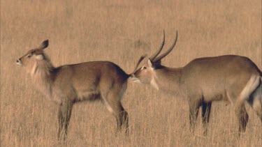 Waterbuck courtship. Male sniffs females rear. She walks away and he walks after her.