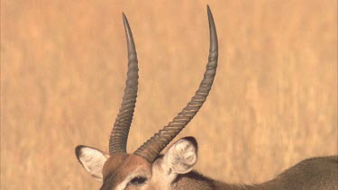 Waterbuck male horns