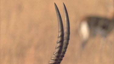 Waterbuck male horns, pan down horn to head as waterbuck bends to graze