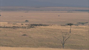 long line of migrating wildebeest