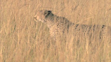 cheetah walking in tall yellow grass, good lighting