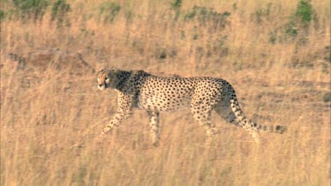 cheetah stalking pose, looking for prey