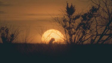 cheetah sitting in front of large setting sun, just over horizon