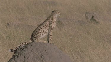 cheetah standing on termite mound surveying surrounding savannah for prey.