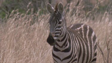 Plain's Zebra looking at camera, swishing tail. Tall grass blowing in the wind.
