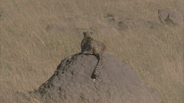 cheetah stands up on top of mound, stretches its back and looks around for prey from its vantage point above the savannah.