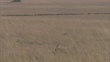 cheetah lying in grass in foreground watching long line of migrating wildebeest in background