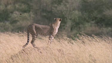 cheetah standing on termite mound surveying surrounding savannah for prey.