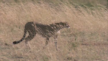 cheetah stalking prey in tell grass