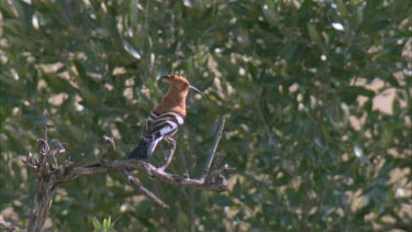 Hammerhead Hammerkop bird perched in tree