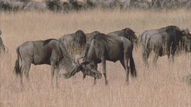 two young male wildebeest play fight, lock horns