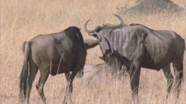 two young male wildebeest play fight. They kneel on their forelegs and lock horns.