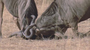 two young male wildebeest play fight. They kneel on their forelegs and lock horns. They move around on their knees