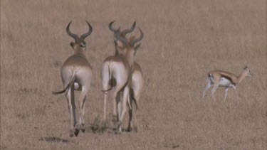 three hartebeest males running as if in a race
