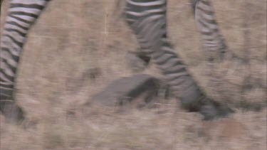 male zebra haunch and leg
