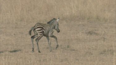 zebra calf sticking close to mother for protection