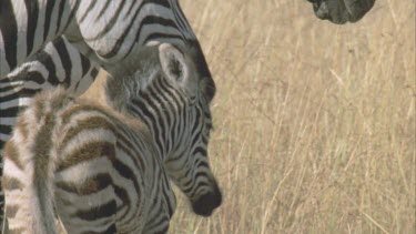 zebra calf sticking close to mother for protection