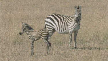 zebra and calf take fright and run away