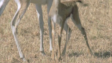 Thompson's gazelle calf suckling