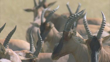 herd of Topi, mass of horns