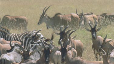 herd of Topi, mass of horns