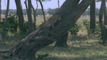 Lion on a tree
