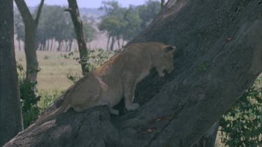 Lion on a tree