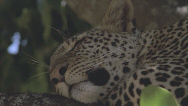 leopard sleeping in tree