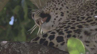 leopard resting head on foreleg, sleeping in tree