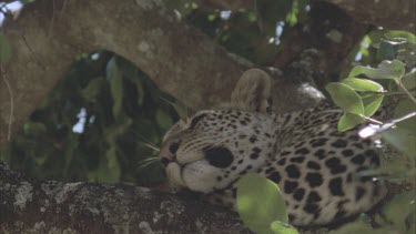leopard gets comfortable sleeping in tree