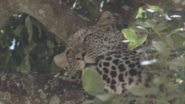 leopard resting in tree with eyes lazily open