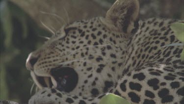 leopard resting in tree with eyes lazily open
