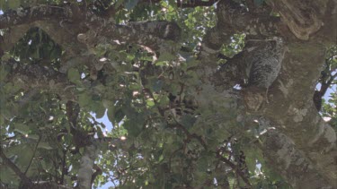 leopard hidden in tree, resting