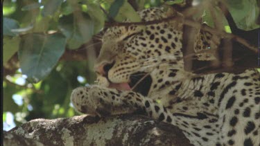 Leopard in tree licks paw, looks around and licks lips
