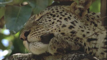 Leopard in tree lies sleepily, licks lips