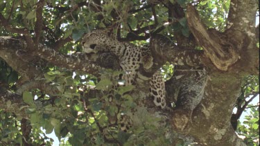 Leopard lies in tree