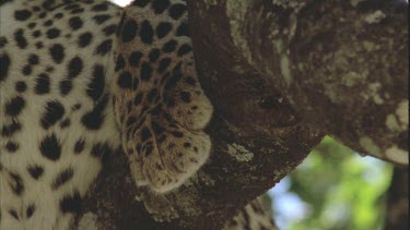 leopard paw