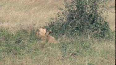 Two lionesses killing prey in long grass