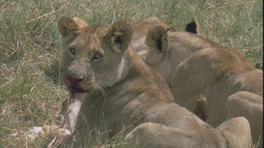 Three lionesses gnaw at a bloody carcass