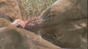 lioness gnaw at a bloody carcass, two other lionesses in shot