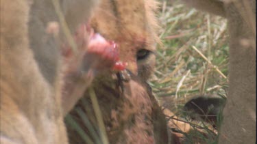 lioness gnaw at a bloody carcass