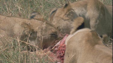 lioness gnawing at a bloody carcass